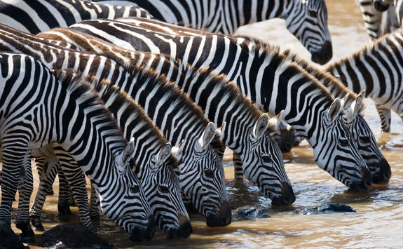 Zebra drinking from a river