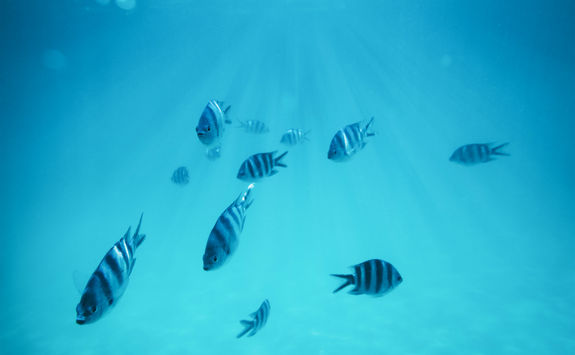 Zebrafish in Zanzibar