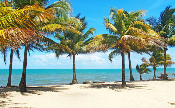 Palm trees on a beach in Belize