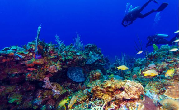 Caribbean reef diving