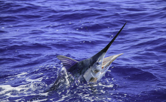 Black Marlin fish