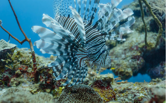 Lionfish in Hol Chan