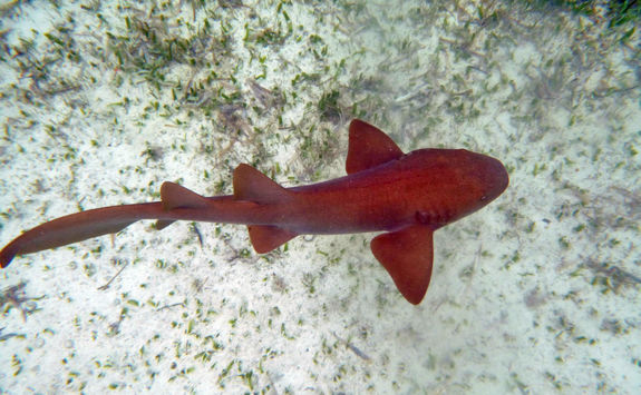 Nurse shark in Belize
