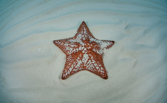 Starfish in Belize