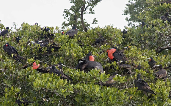 Frigate birds in Belize