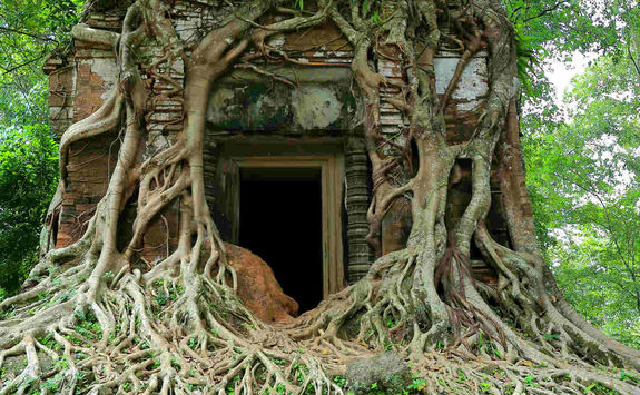 Tree at Koh Ker