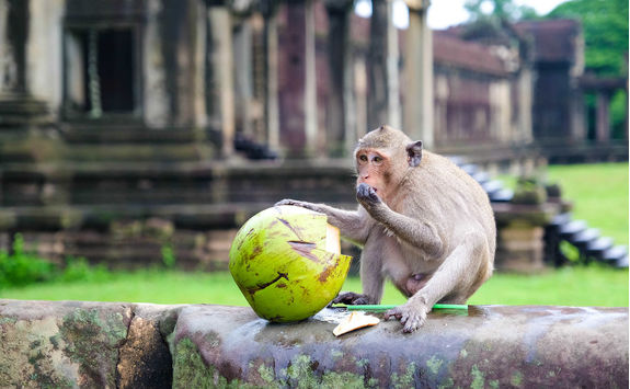 Monkey on a wall in Angkor Wat