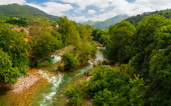 Sella forest