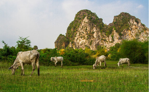 Cambodian nature in Kep