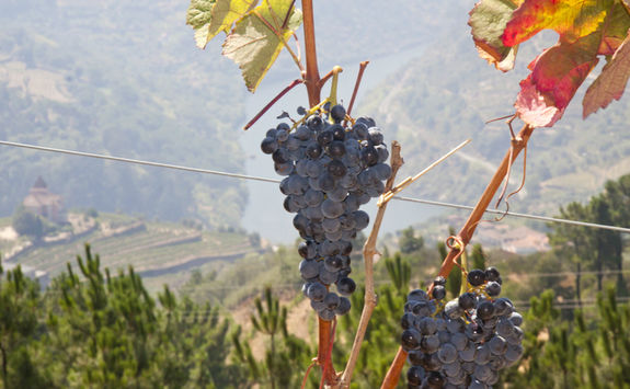 Douro grapes