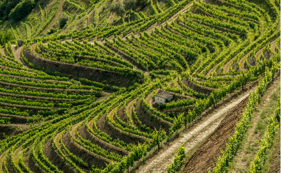 Douro vineyards