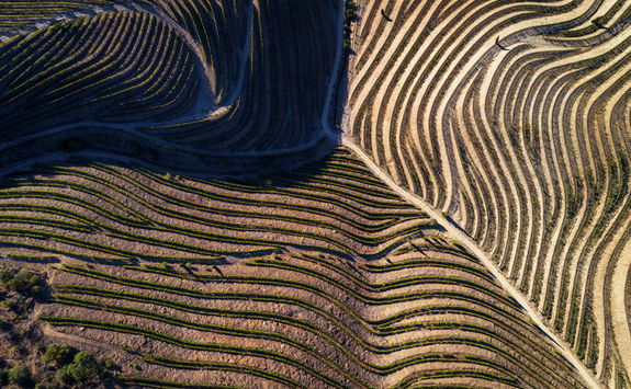 Douro valley vineyard