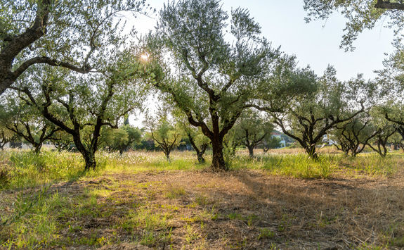 Olive grove, Greece