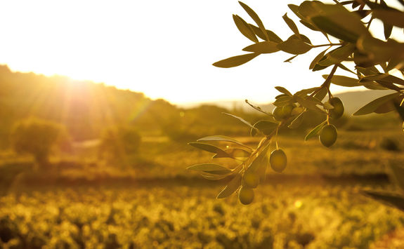Olive grove sunset