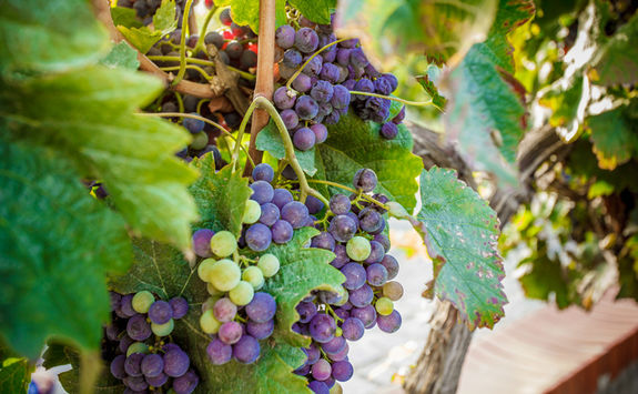 Santorini grapes