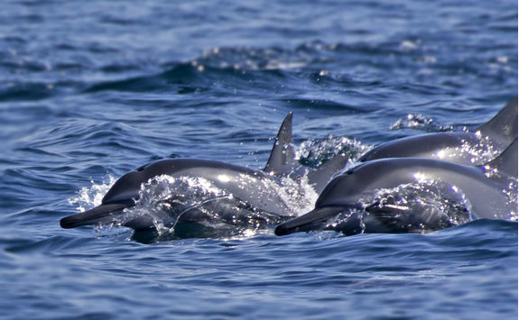 Dolphins