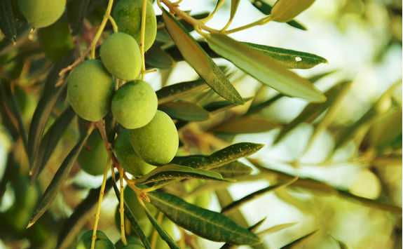 Olive groves
