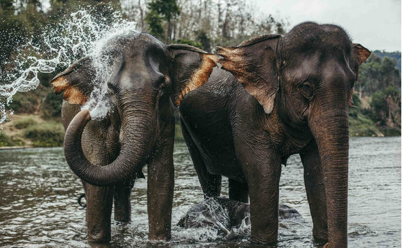 asian elephants bathing