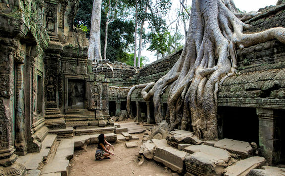 big roots from angkor inside the ta prom temple