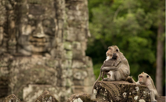 monkey kingdom