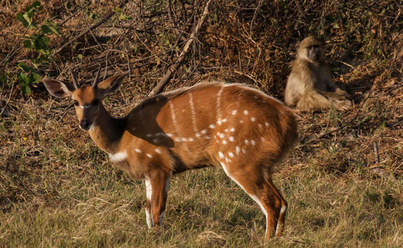 Duba expedition camp deer