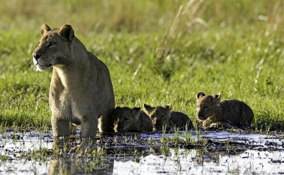 Lion family in Botswana
