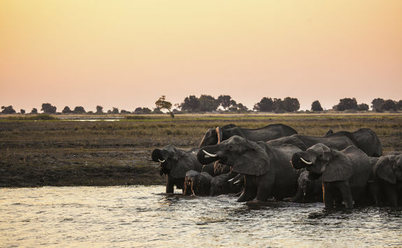 Okavango Delta elephants