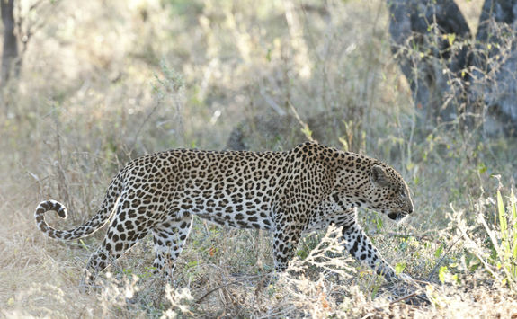Leopard in the Okavango Delta