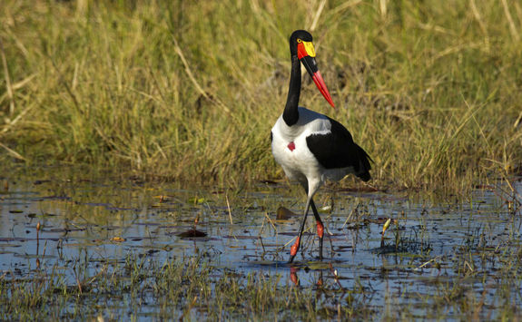 Bird in the Okavango Delta