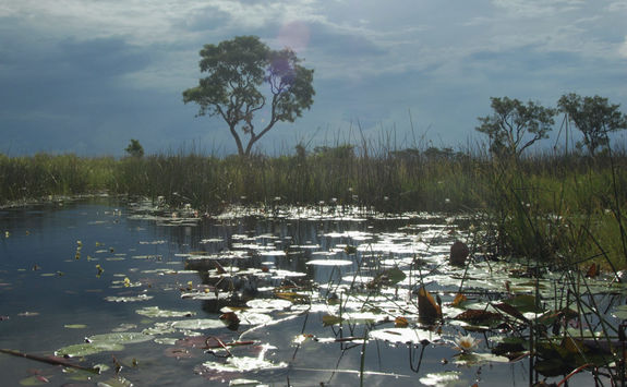 Okavango Delta swamp