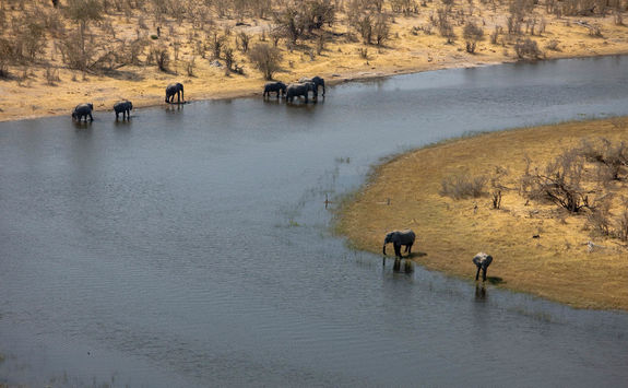 Selinda spillway elephants