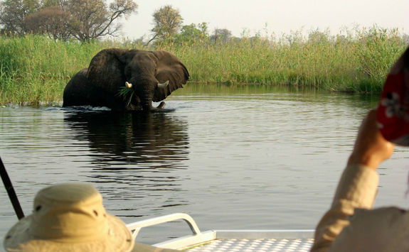 Seeing an elephant in the river from a boat