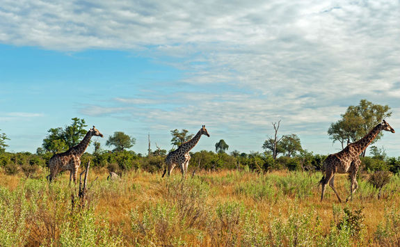 Giraffes in the Selinda Reserve