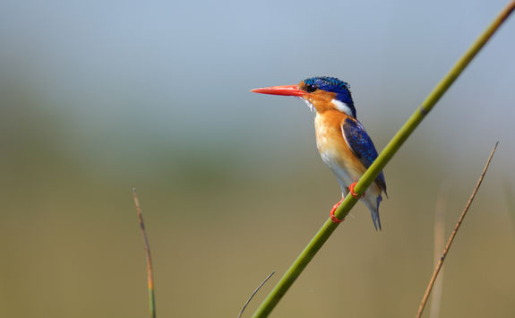 Malachite kingfisher