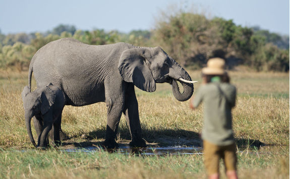 Wildlife photographer and an elephant