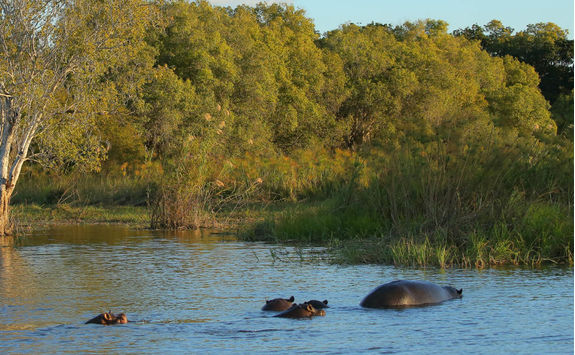 Hippos in the Zambezi river