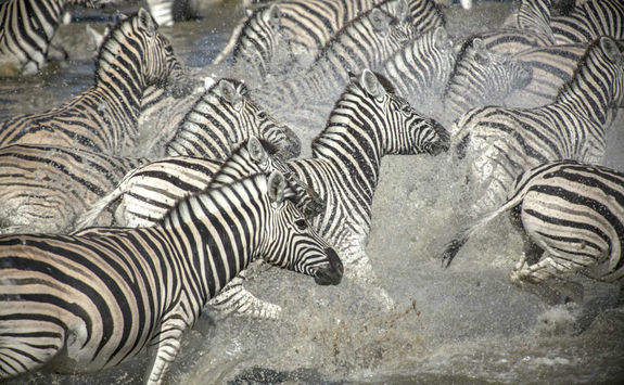 Zebras in Victoria Falls