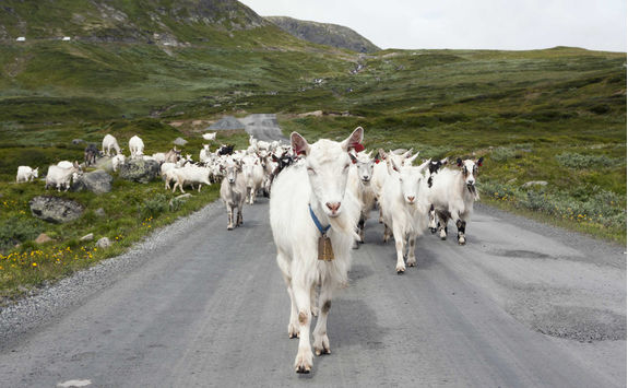 Goats in Norway