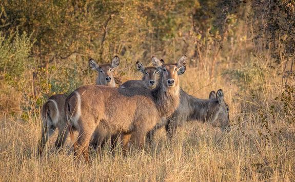 Waterbucks in Mpala Jena