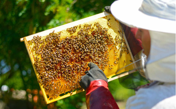 Beekeeper inspecting frame with honeycomb