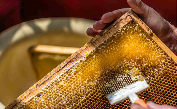 Beekeeper uncapping honeycomb