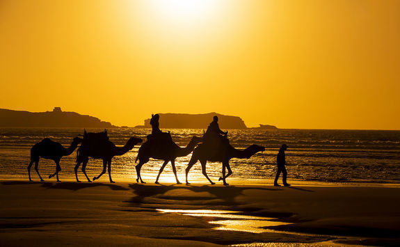 Camels on the beach in Essaouira