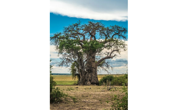 baobab