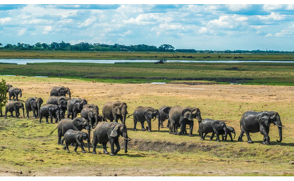 linyanti elephants