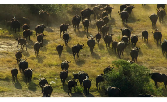 buffalo herd