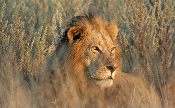 lion