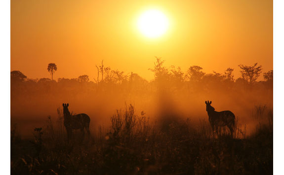 zebras sunrise