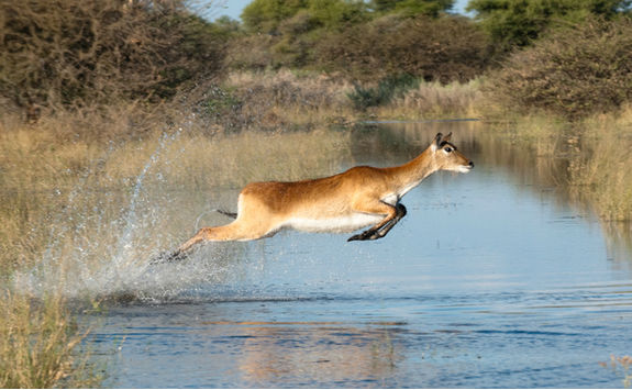 antelope jumping