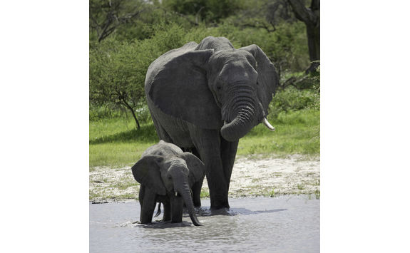 baby elephant and mother