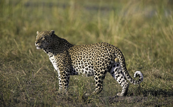 leopard
